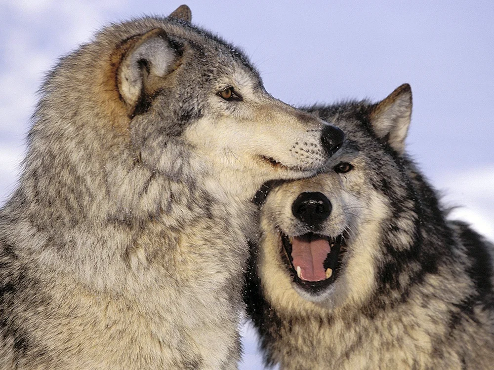 Wolf und Wolfsliebe. und der Wolf
