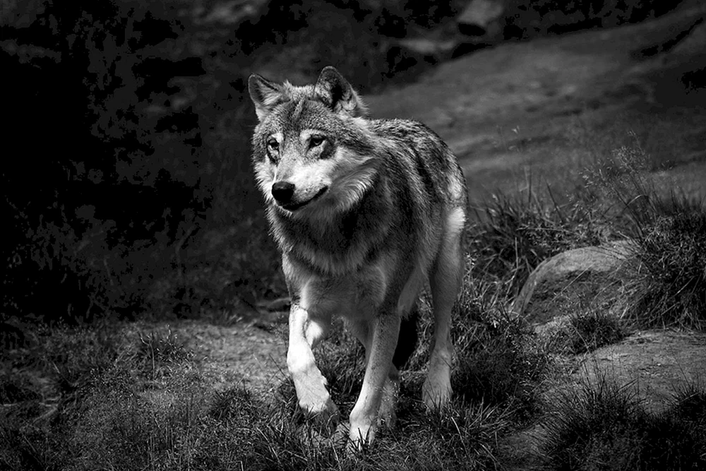 Wolf