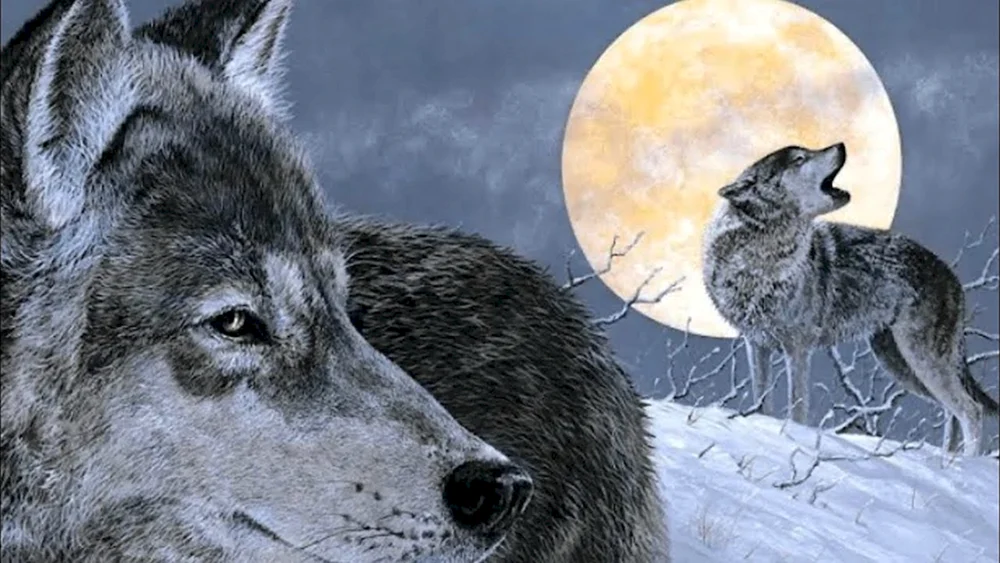 Wolf