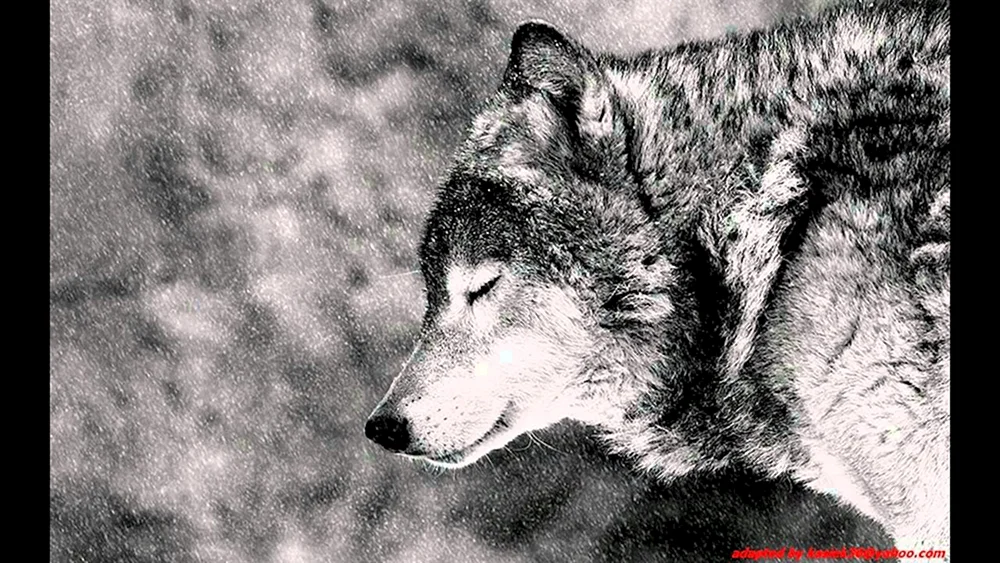 Wolf