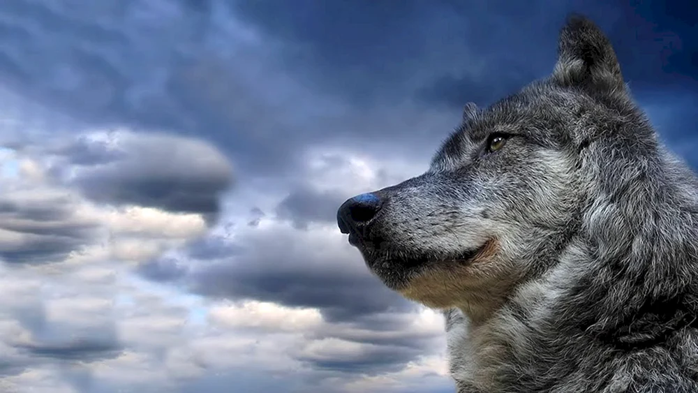 Wolf