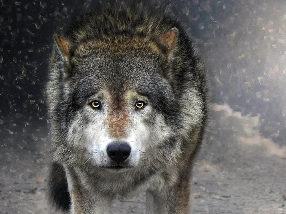 Wolf