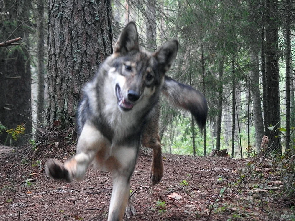 Wolfsgrinsen