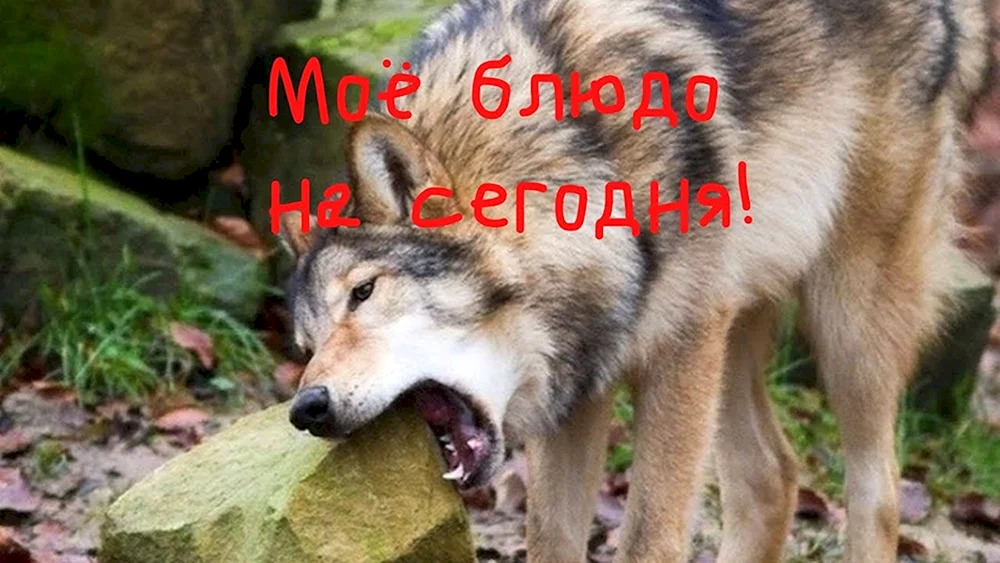 Wolfsmaul
