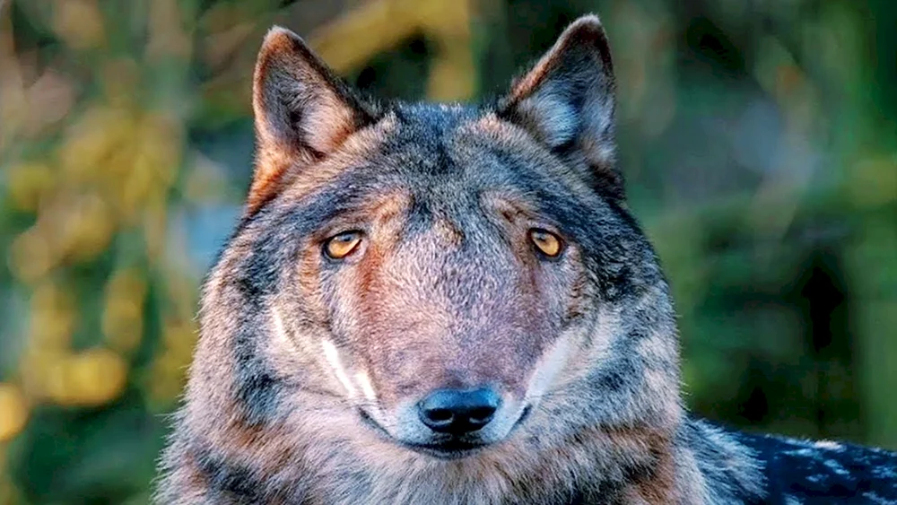Wolf langweilt sich