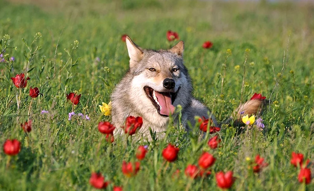 Tschechoslowakischer Wolfchuck