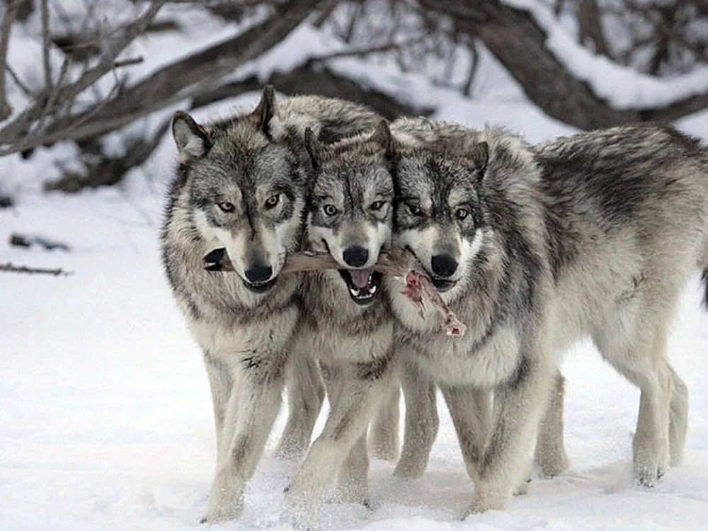 Wolf