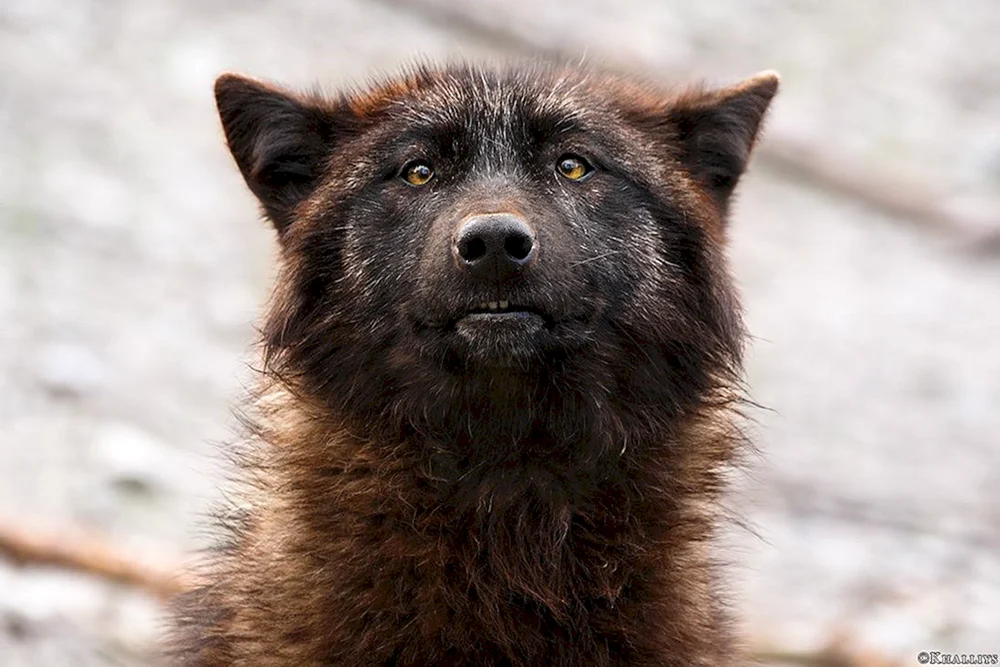 Witze über den Wolf