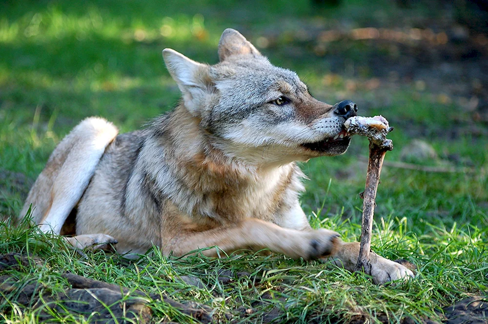 Der Schakal und der rote Wolf.