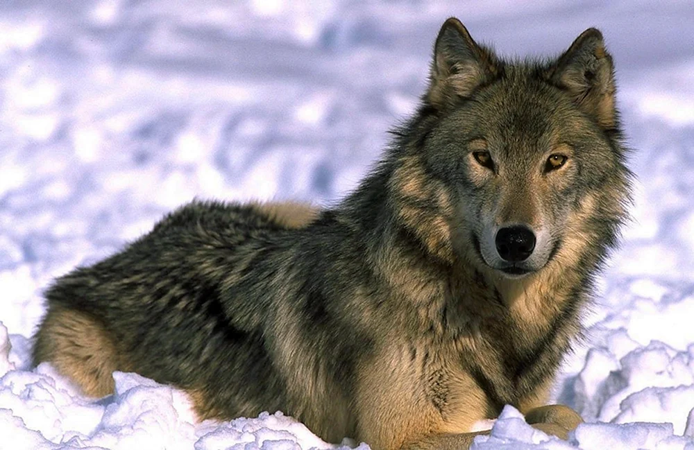 Wolf