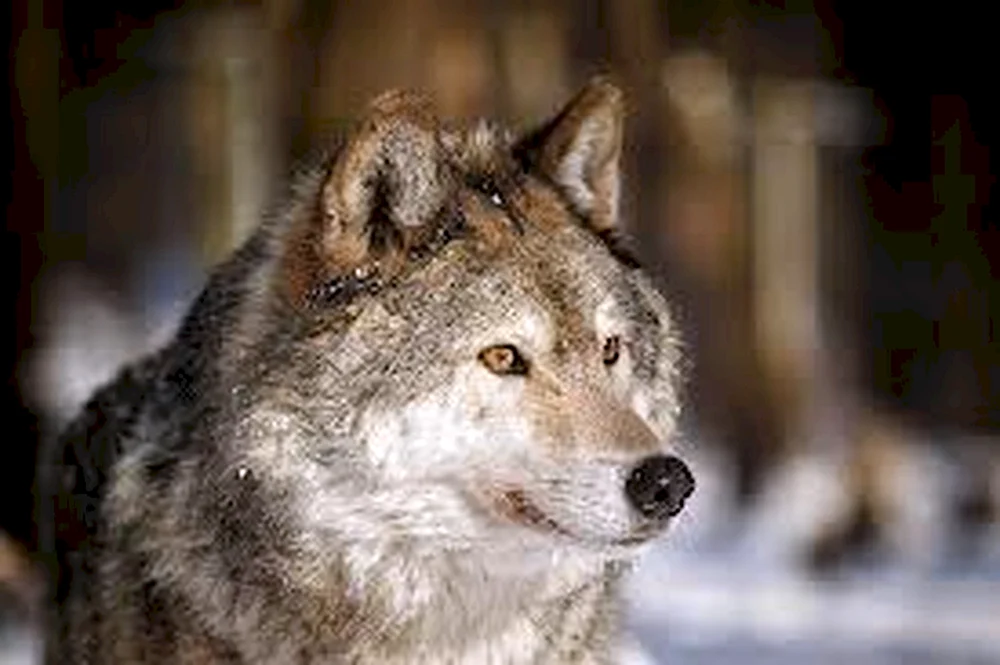 Der schwarze Wolf heult