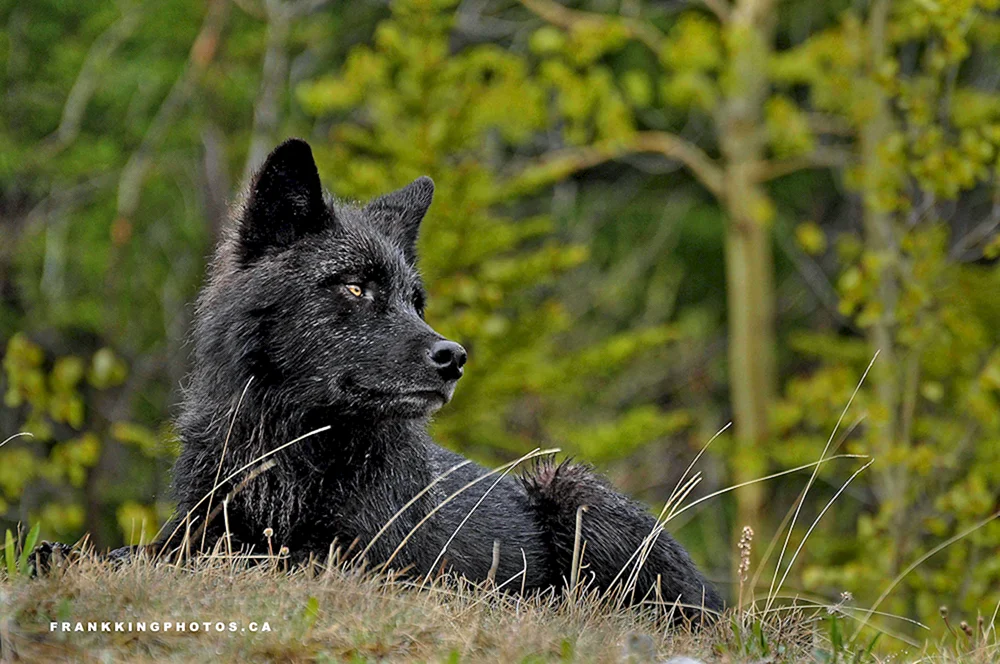Wolf