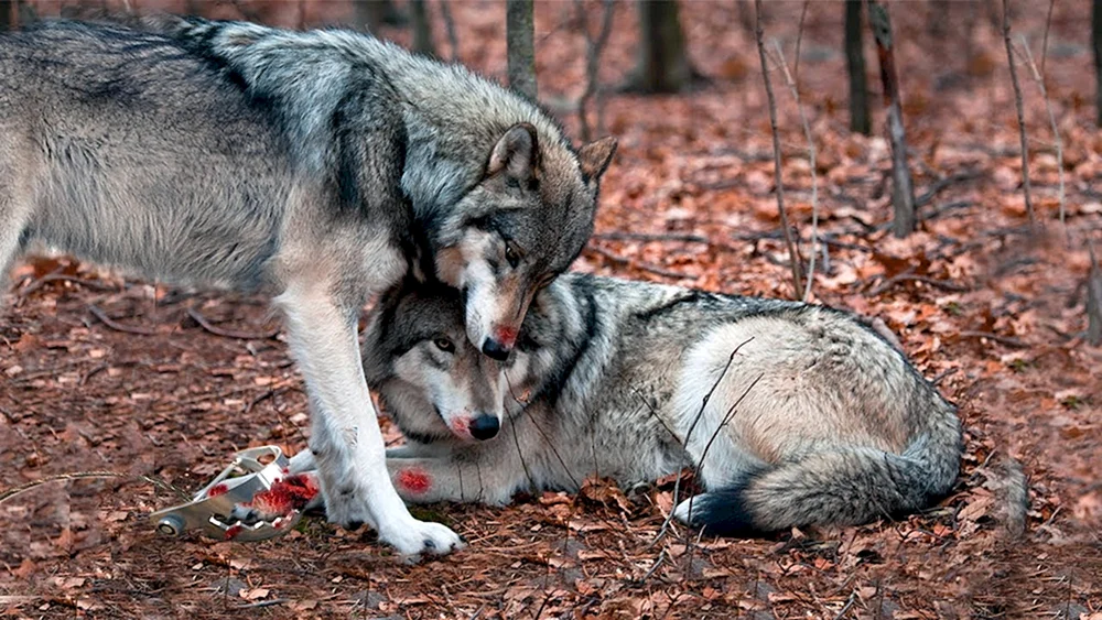Wolf