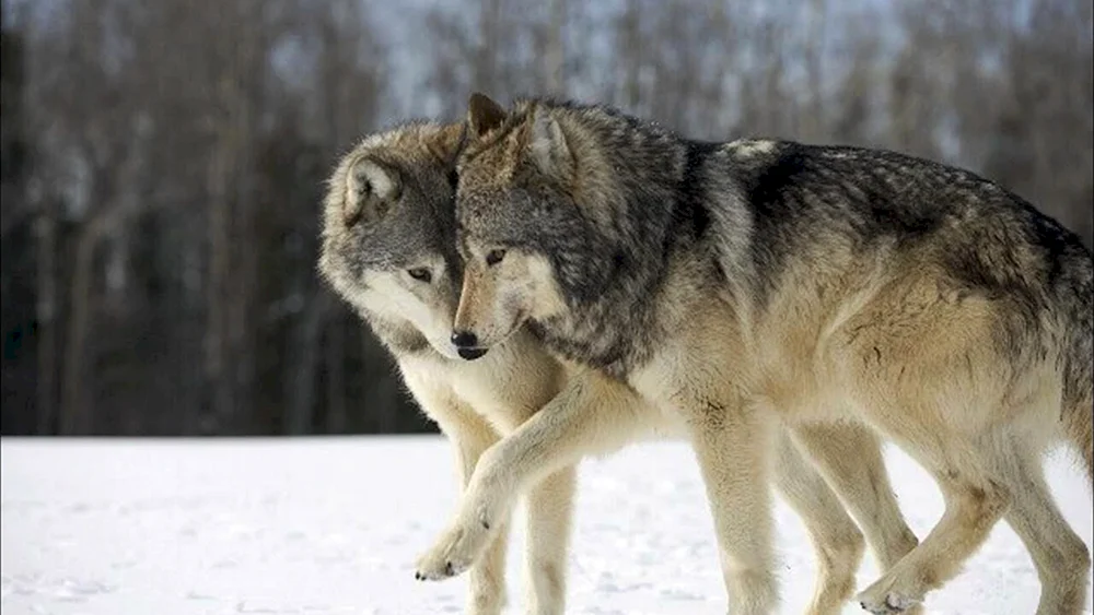 Tschechoslowakischer Wolf schwarz