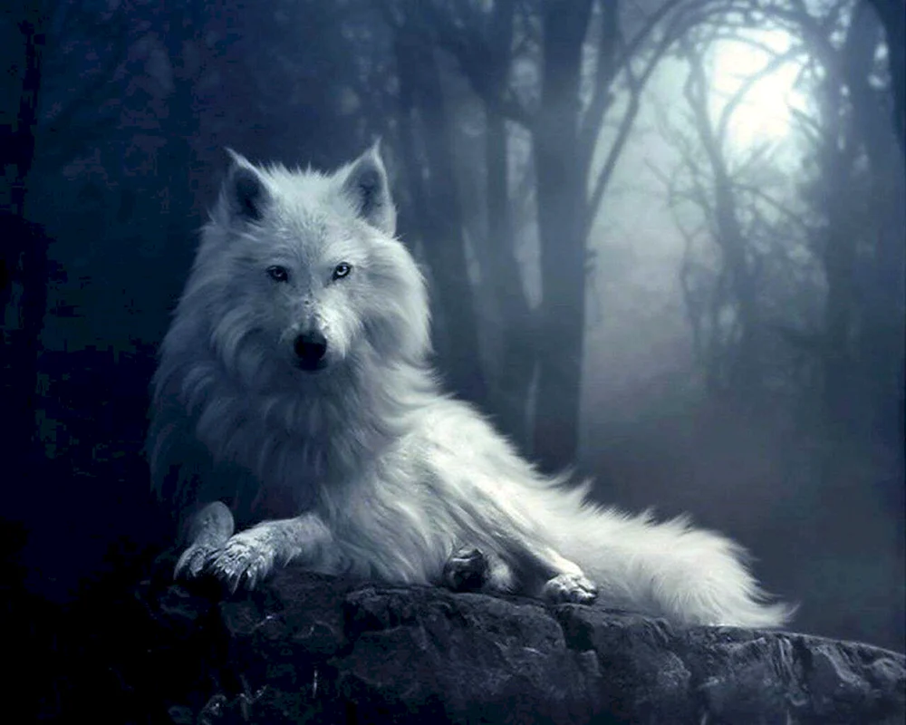 Schöner Wolf
