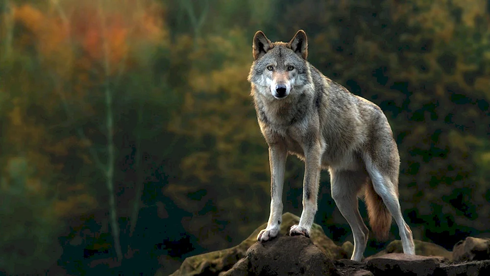 Wolf und Wölfin