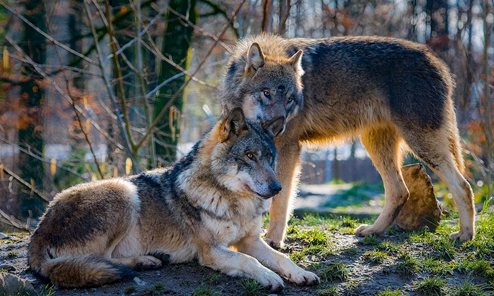 Wolf