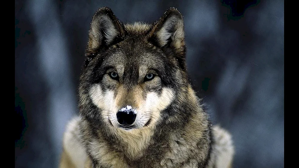 Wolf Gurg