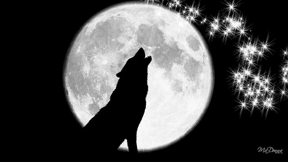 Wolf heult Wolf