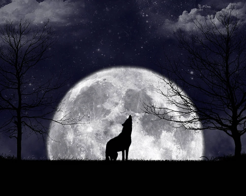 Silhouette eines den Mond anheulenden Wolfs