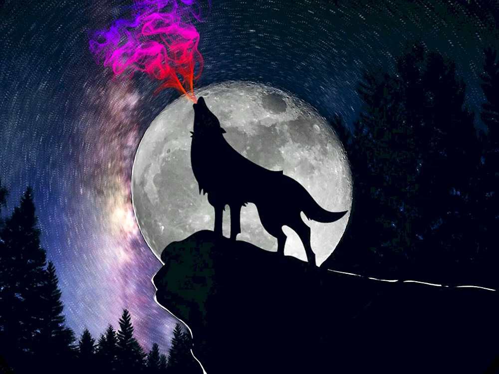 Wolf in der Nacht
