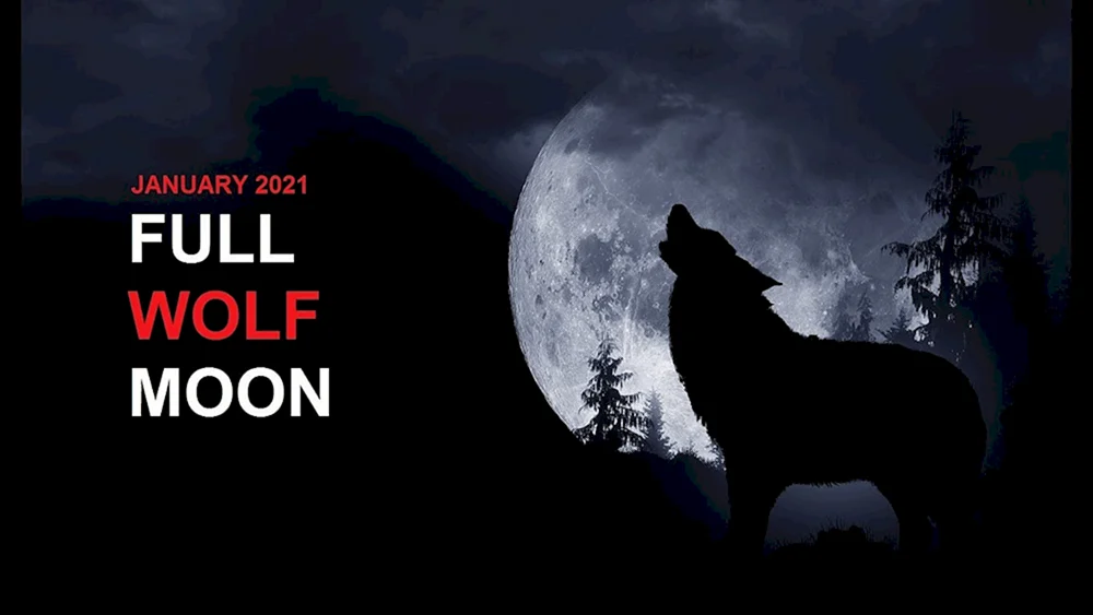Wolf und der Mond