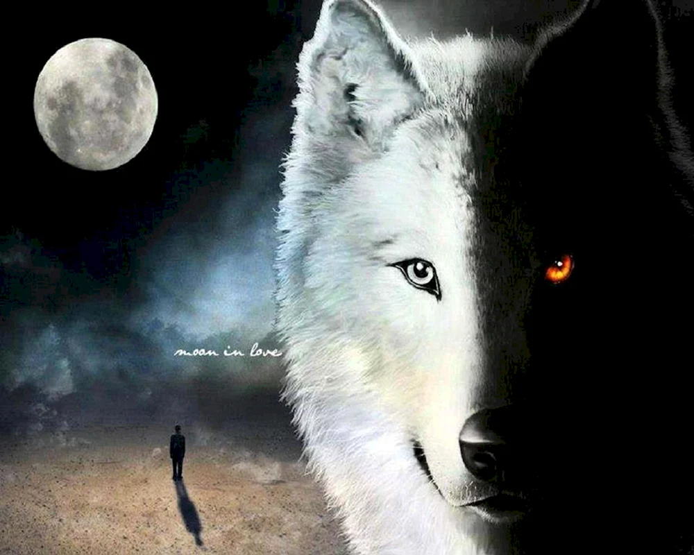 Wolf und der Mond