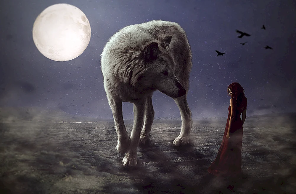 Wolf und Wölfin