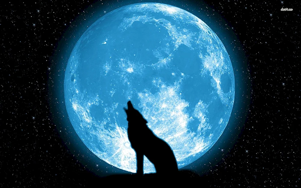 Wolf und Luna
