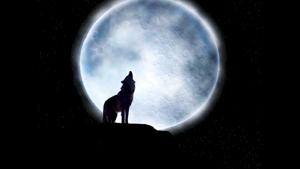 Wolf und Luna
