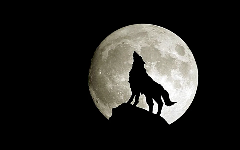 Wolf Regen Anime