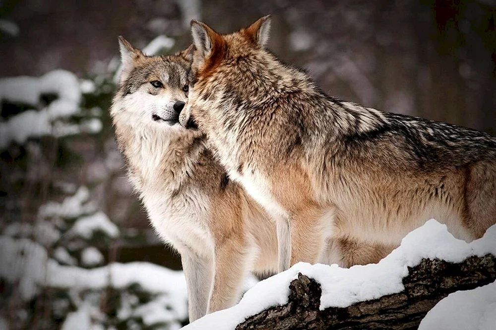 Wolf und Wolfsbild