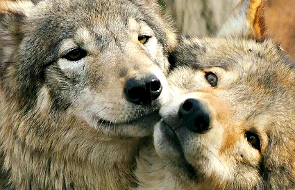 Wolf und der Wolf