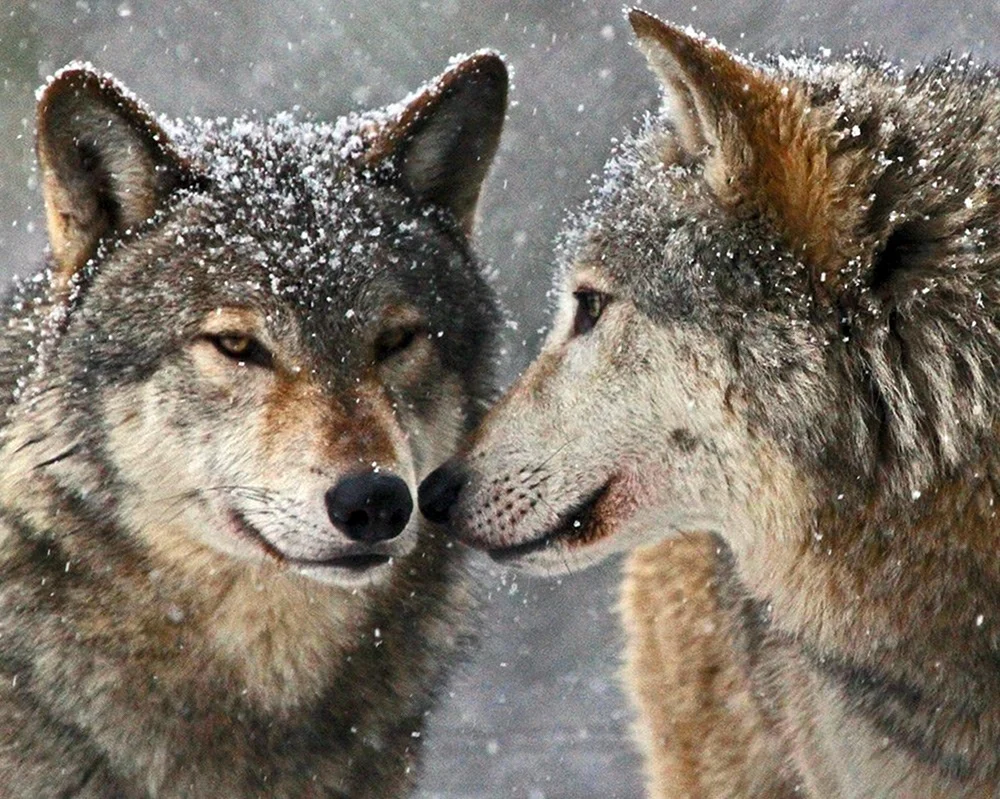 Wolf und das Wolfspaar