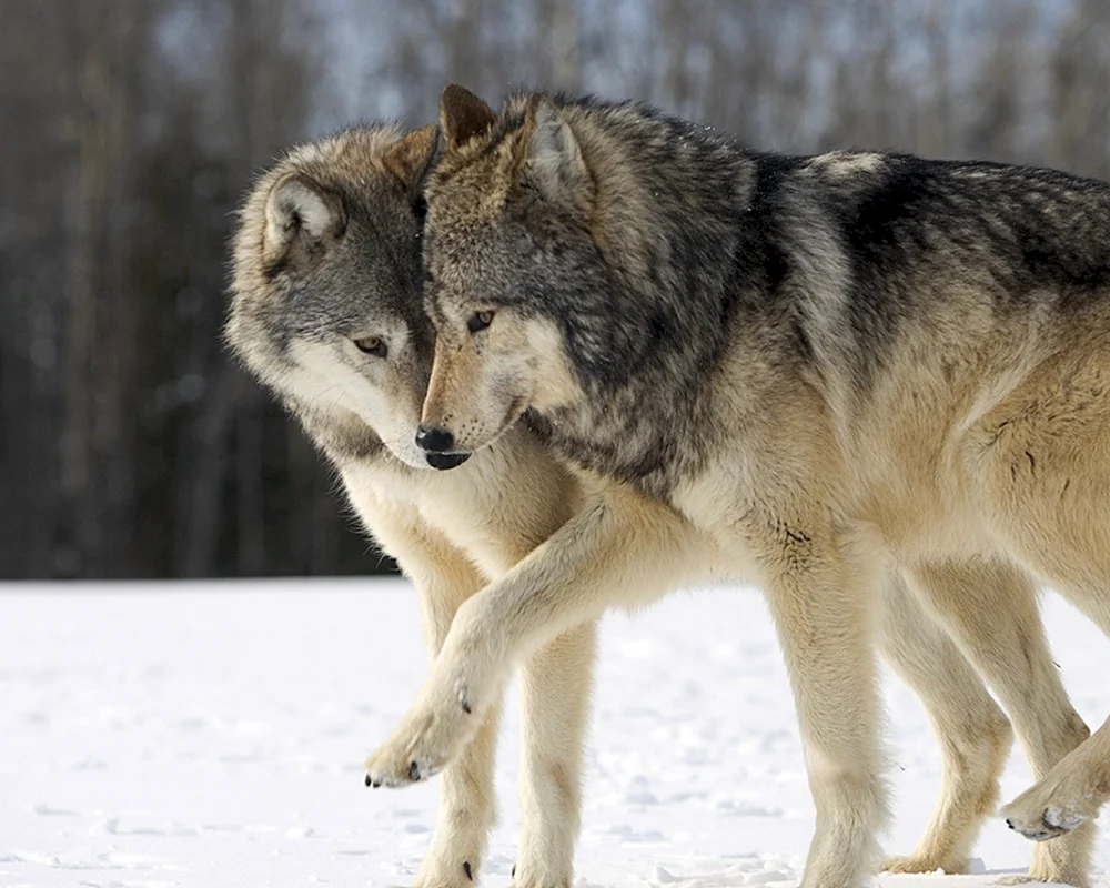 Wolf und der Wolf