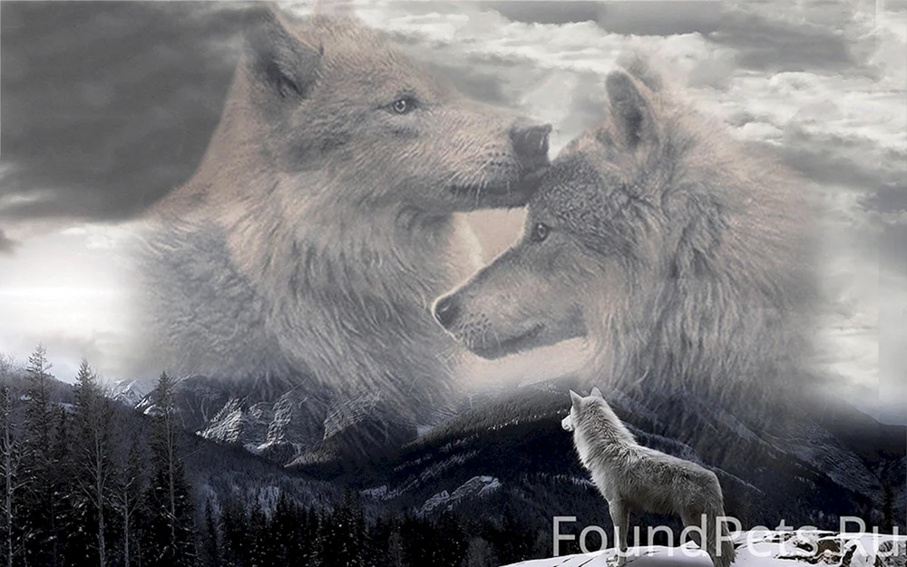 Wolf und der Wolf