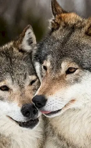 Wolf und Wolf