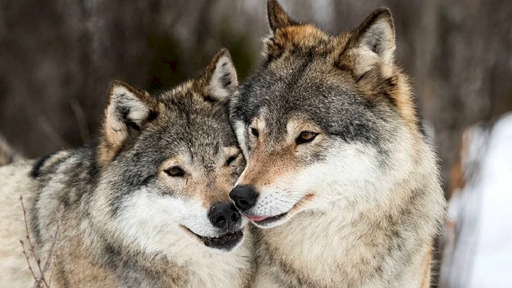 Wolfsgesicht