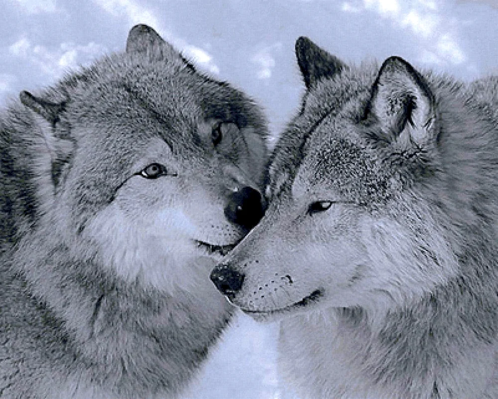 Wolf und Wölfin Männchen und Weibchen