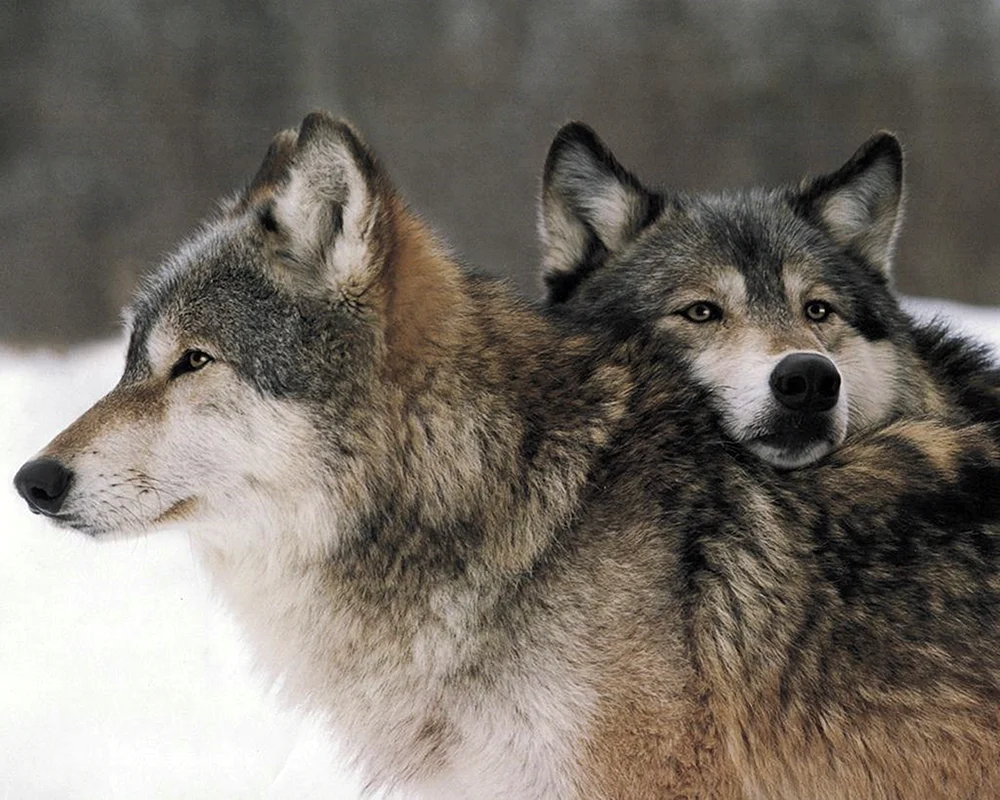 Wolf und Wölfin