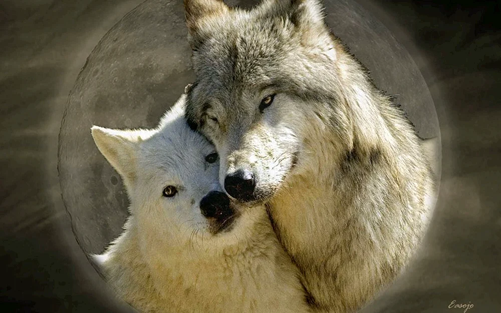 Wolf und Wölfin