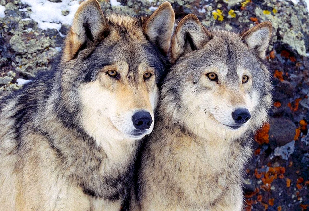 Schön. Wolf und Wolfsliebe