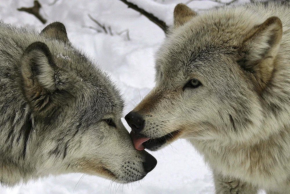 Wolf und Wölfin Liebe