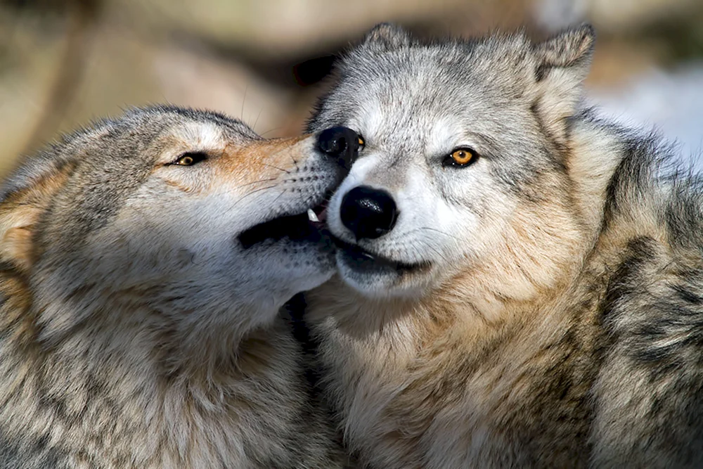 Wolf und Wölfin Liebe