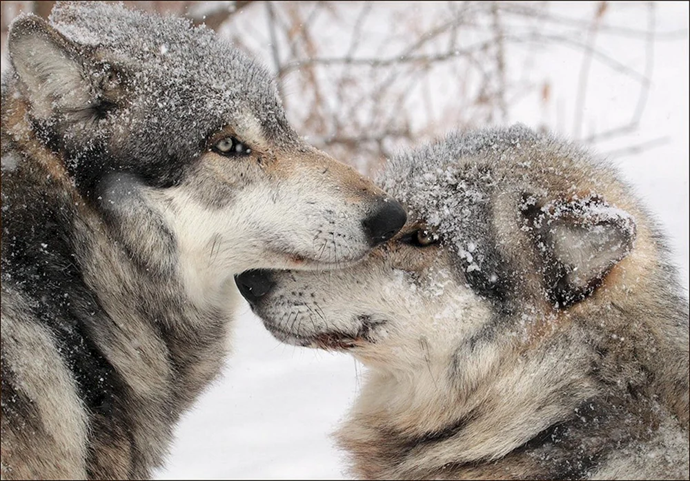 Wolf und Wölfin Treue zur Wölfin