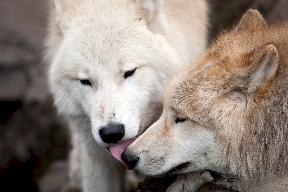 Wolf und Wolfsliebe