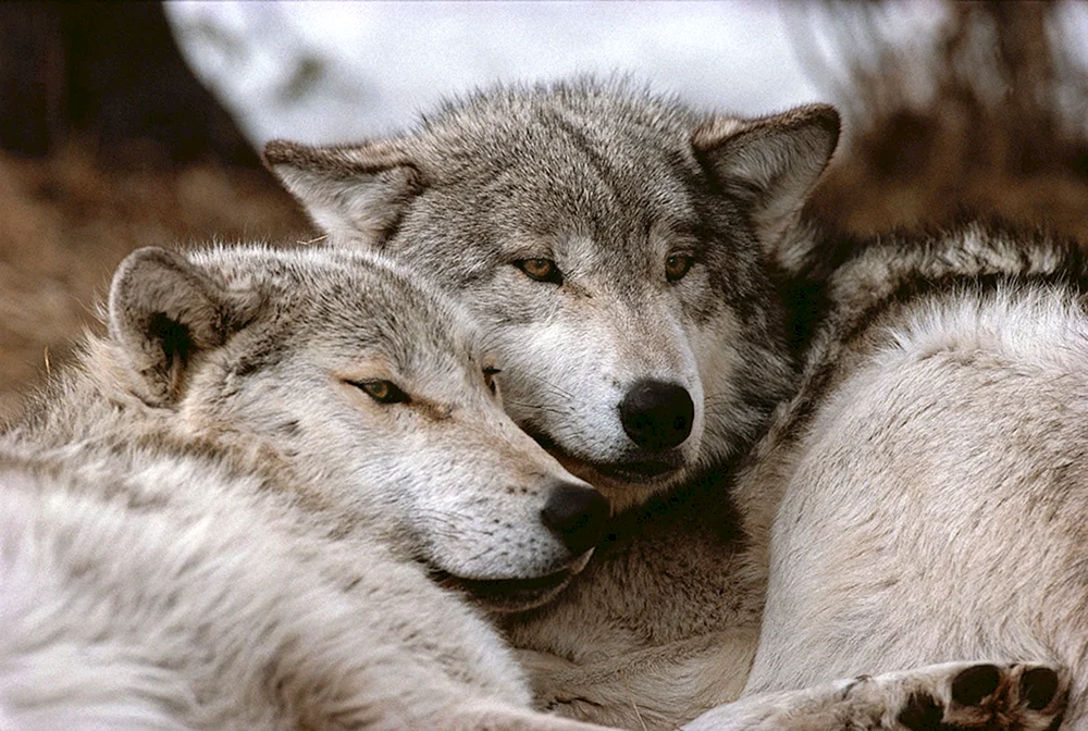Wolf und Wolfsliebe