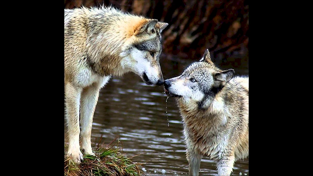 Wolf.