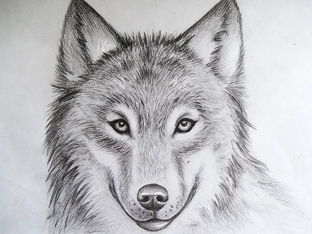 Wolf zum Zeichnen