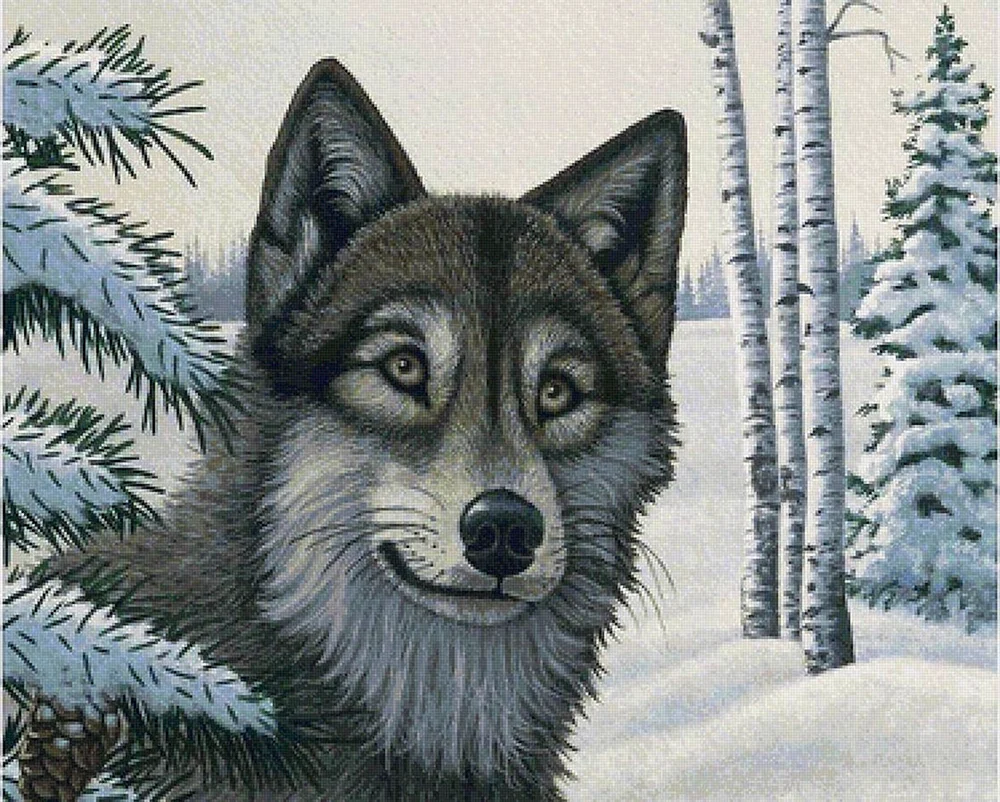 Wolf Bild